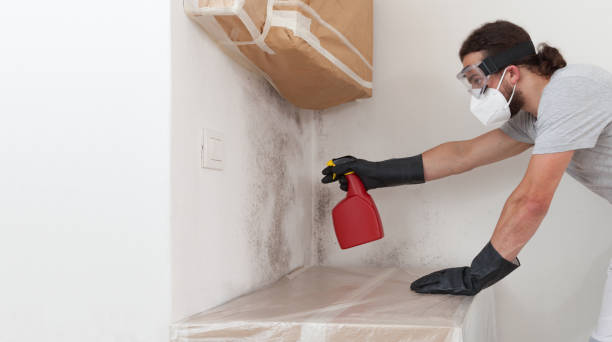 Professional Basement Mold Remediation technician working in Oak Ridge, TN