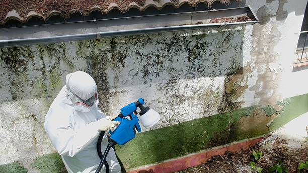 Top rated local Basement Mold Remediation specialists in Oak Ridge, TN